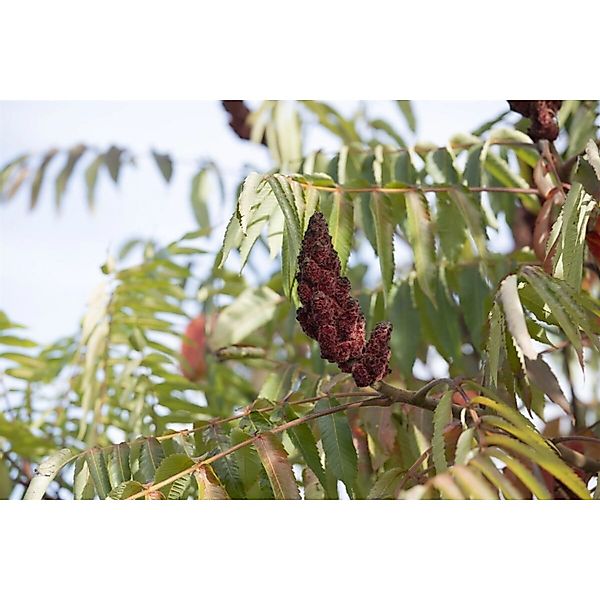 Rhus Typhina Dissecta Essigbaum Filigran 60–80 cm günstig online kaufen