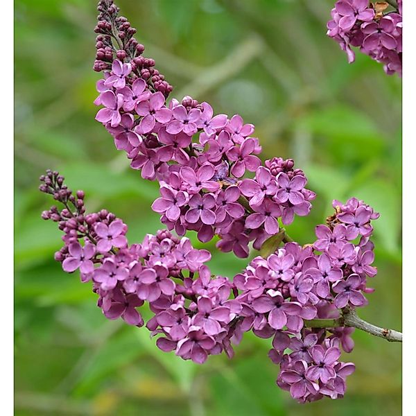 Hochstamm Edelflieder Andenken an Ludwig Späth 80-100cm - Syringa vulgaris günstig online kaufen