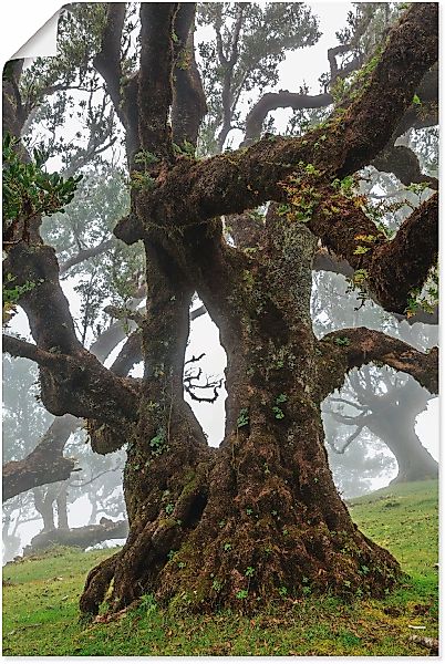 Artland Wandbild "Alter Lorbeerbaum", Bäume, (1 St.), als Leinwandbild, Pos günstig online kaufen