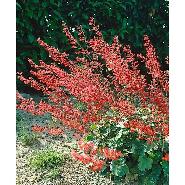 Heuchera Sanguinea Blutroter Storchschnabel Ca. 9x9 cm Topf günstig online kaufen