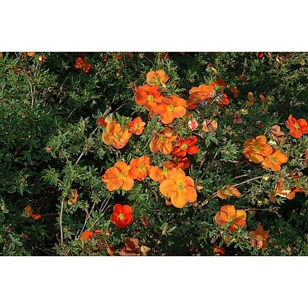 Potentilla 'Red Ace' Fingerstrauch Ca. 9x9 cm Topf günstig online kaufen