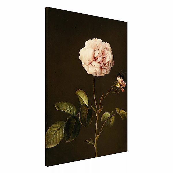 Magnettafel - Hochformat 2:3 Barbara Regina Dietzsch - Essig-Rose mit Humme günstig online kaufen