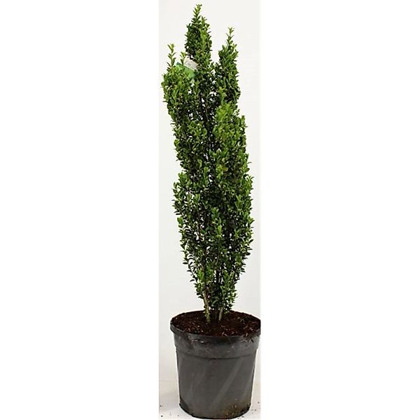 Pflanzen-Boering Säulenilex-2 Pflanzen Ilex Crenata Fastigiata Gesamthöhe 8 günstig online kaufen