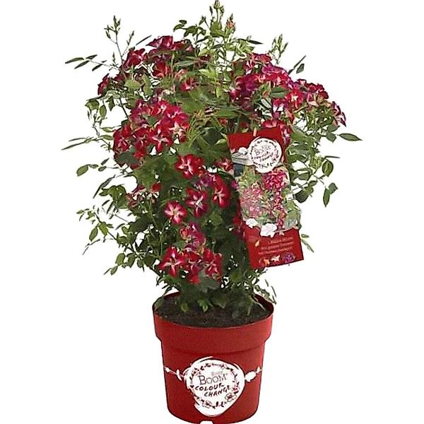 GROW by OBI Rose Rosy Boom Colour Change Pink-Weiß ca. 30-40 cm 6 l günstig online kaufen