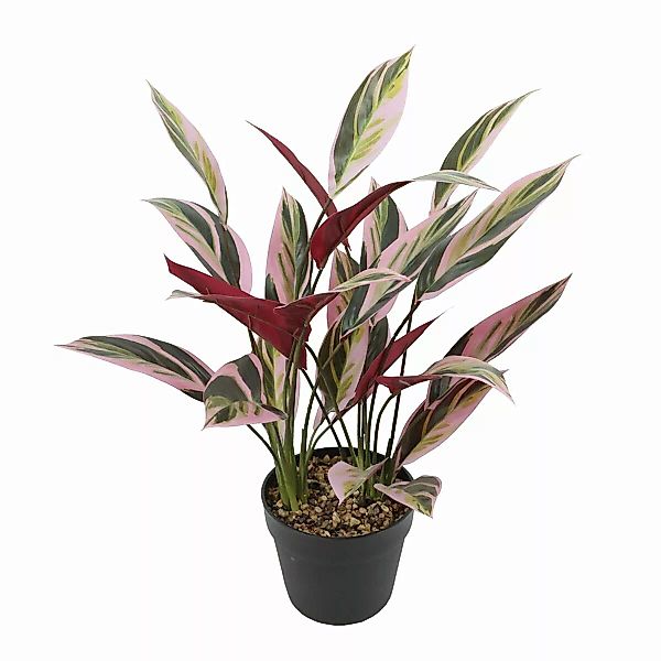 Dekorationspflanze 43 X 40 X 55 Cm Grün Paradiesvogelblume günstig online kaufen