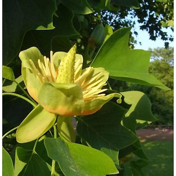 Amerikanischer Tulpenbaum 100-125cm - Liriodendron tulipifera günstig online kaufen