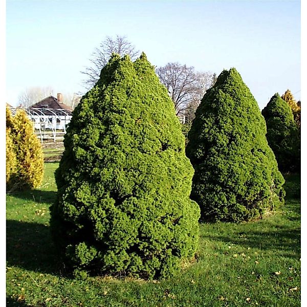 Zuckerhut Fichte 60-70cm - Picea glauca günstig online kaufen