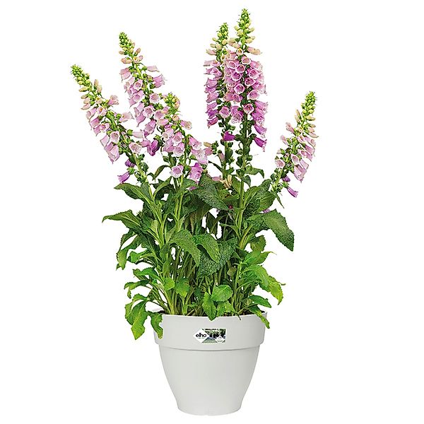 Elho Blumentopf (1 St), Blumentopf vibia campana 19x17cm Abstandhalter rund günstig online kaufen
