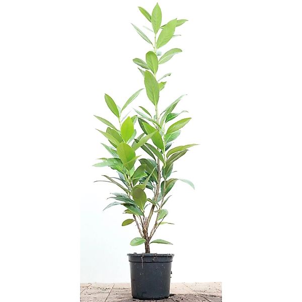 Prunus laurocerasus 'Caucasica' 40-60 cm günstig online kaufen