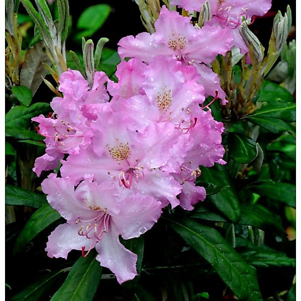 Rhododendron Millenium 30-40cm - Rhododendron viscosum günstig online kaufen