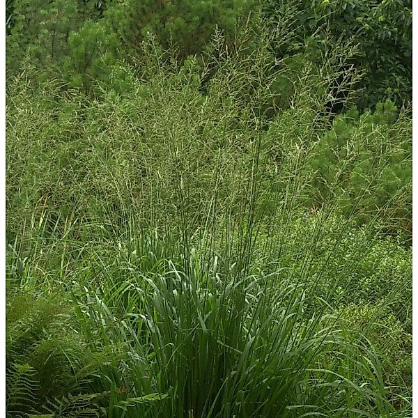 Riesen Pfeifengras Bergfreund - Molinia arundinacea günstig online kaufen