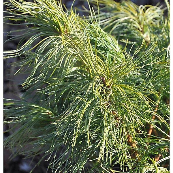 Weymouthskiefer Green Twist 30-40cm - Pinus parviflora günstig online kaufen