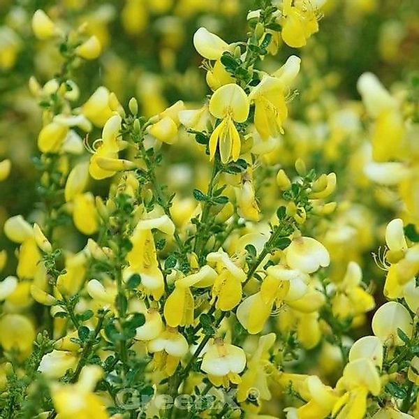 Schmuckginster Lunagold 40-60cm - Cytisus scoparius günstig online kaufen