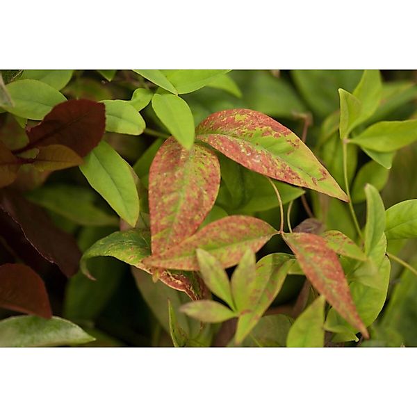 Nandina Domestica Firepower Himmelsbambus Rot 60–70 cm günstig online kaufen