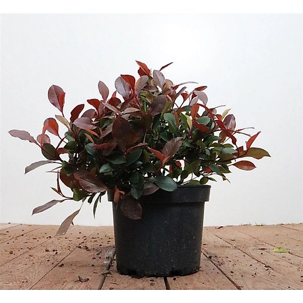 Photinia Fraseri Little Red Robin Glanzmispel Rot 30–40 cm günstig online kaufen