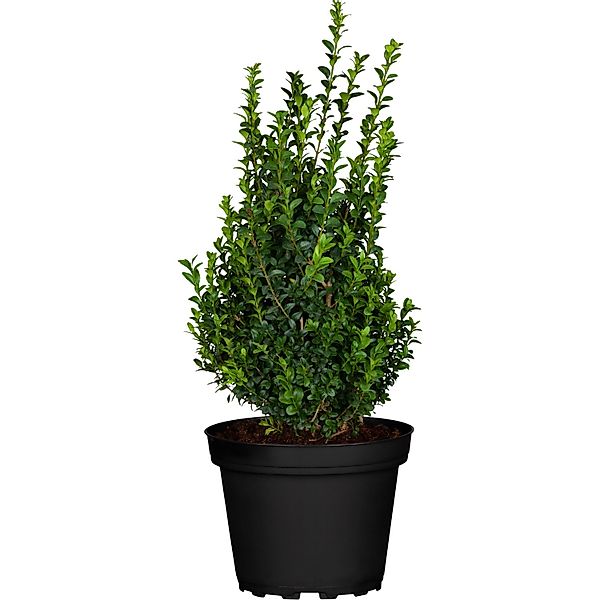 OBI Buchsbaum Höhe ca. 10 - 20 cm Topf ca. 2 l Buxus sempervirens günstig online kaufen