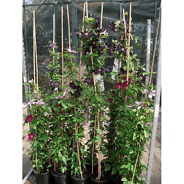 Clematis Viticella Alba Luxurians Weiß-Grün 100–150 cm günstig online kaufen