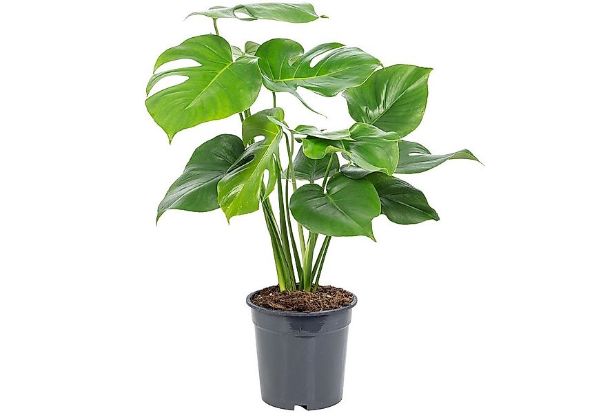 Flowerbox Zimmerpflanze Fensterblatt - Monstera Deliciosa, pflegeleicht - H günstig online kaufen