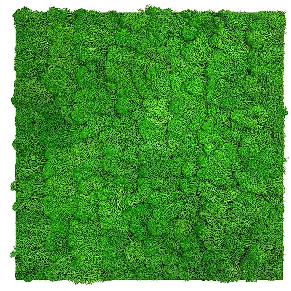 Jangal Wandpaneel Modular Wall Rich Green Moos 52 x 52 cm günstig online kaufen
