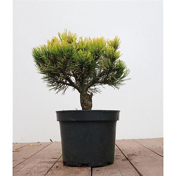 Pinus Mugo Carstens Wintergold Bergkiefer Goldgelb 20–25 cm günstig online kaufen