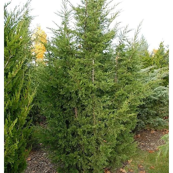 Blaureif Wacholder 60-80cm - Juniperus virginiana günstig online kaufen