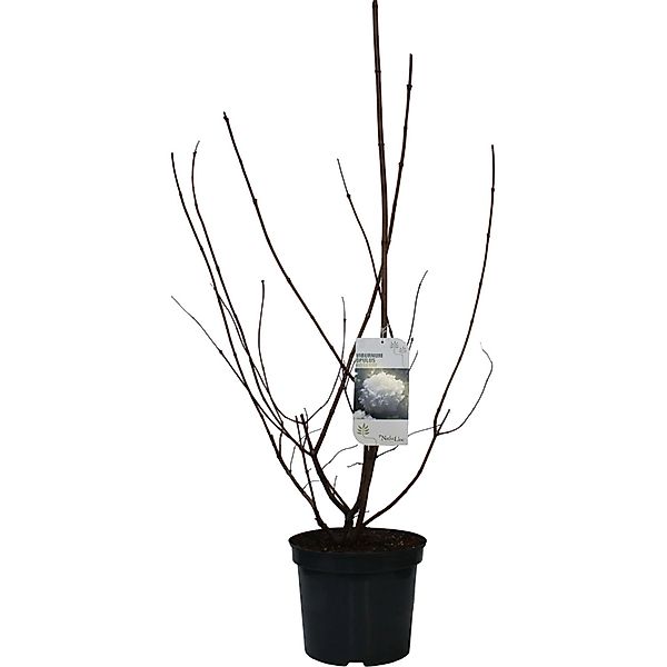 GROW by OBI Gefüllter Schneeball Roseum Weiß Höhe ca. 80-100 cm Topf ca. 7, günstig online kaufen