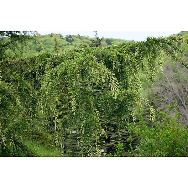 Cedrus Atlantica Aurea Atlas-Zeder Goldgelb 175–200 cm günstig online kaufen