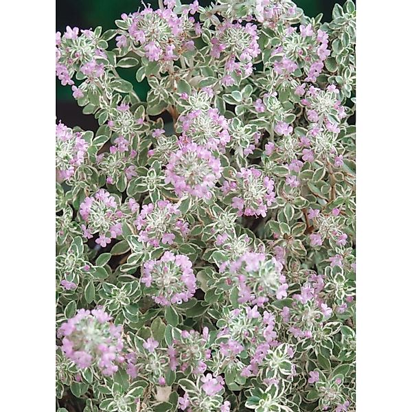 Thymus X Citriodorus Silver King Zitronenthymian Ca. 9x9 cm Topf günstig online kaufen