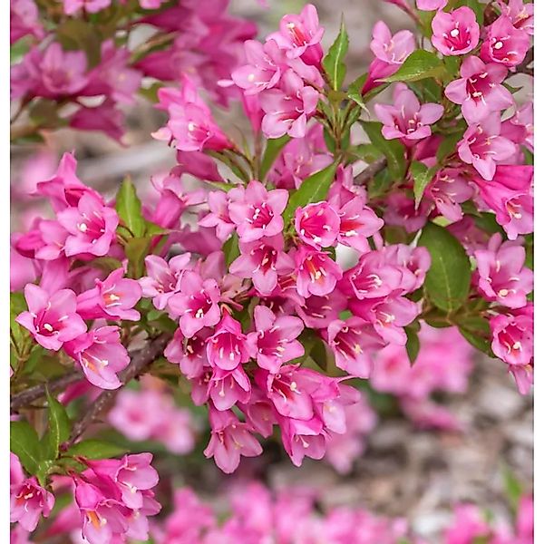 Weigelie Ruby Queen 40-60cm - Weigela florida günstig online kaufen