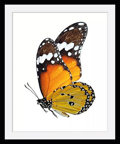 queence Bild "Mario", Schmetterlinge, (1 St.) günstig online kaufen