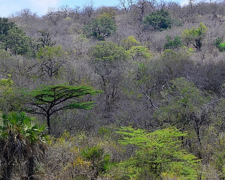Fototapete "Busch Tansania" 4,00x2,50 m / Glattvlies Perlmutt günstig online kaufen