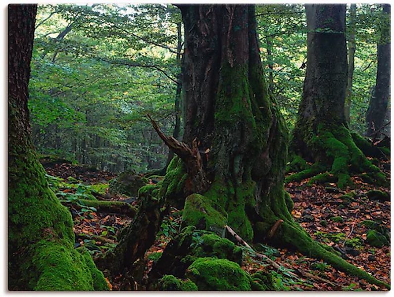 Artland Leinwandbild "Alte Bäume am Kraterrand", Wald, (1 St.), auf Keilrah günstig online kaufen