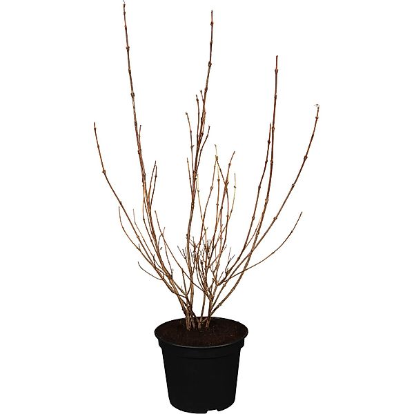 OBI Buntblättrige Zwerg-Weigelie Nana Variegata Höhe 50 - 60 cm Topf ca. 3, günstig online kaufen