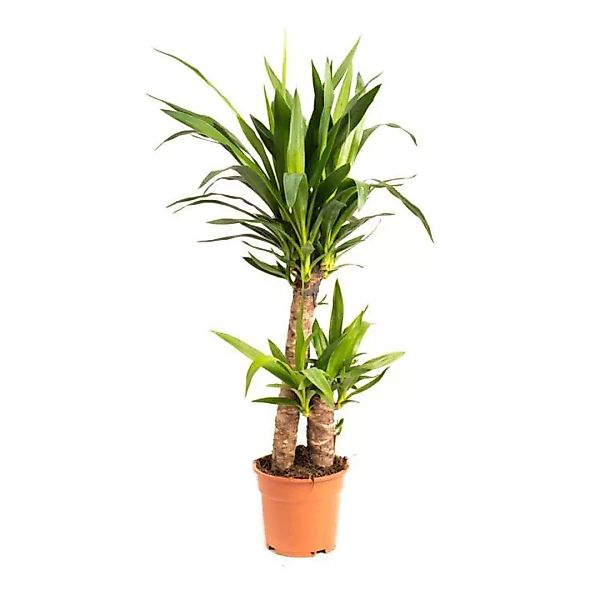 OH2 | Zimmerpflanze Yucca günstig online kaufen