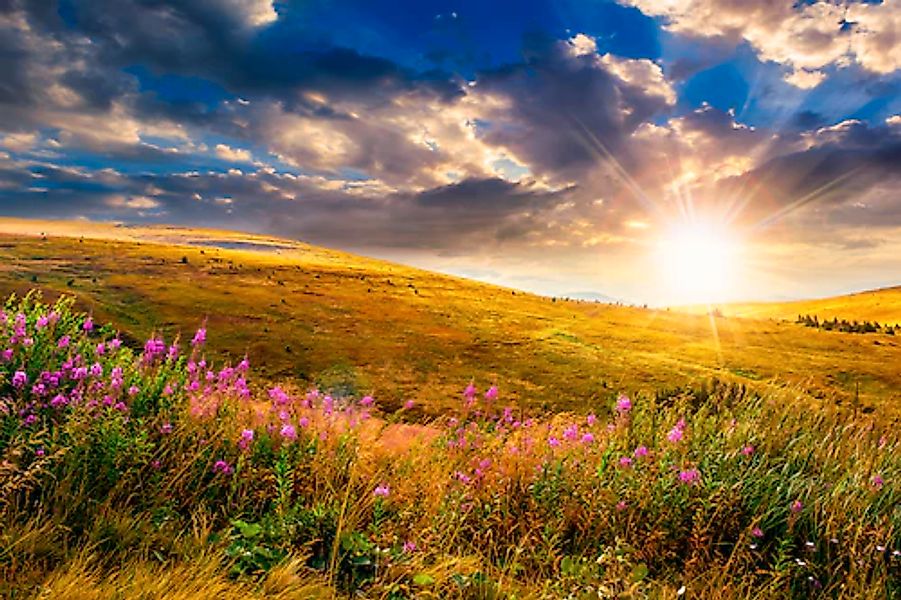 Papermoon Fototapete »Wild Flowers Mountain Sunset« glatt günstig online kaufen