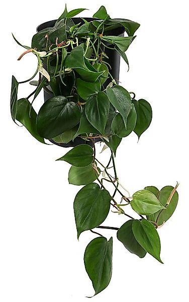 Dehner Zimmerpflanze Baumfreund, Philodendron scandens, in Hydrokultur, ink günstig online kaufen