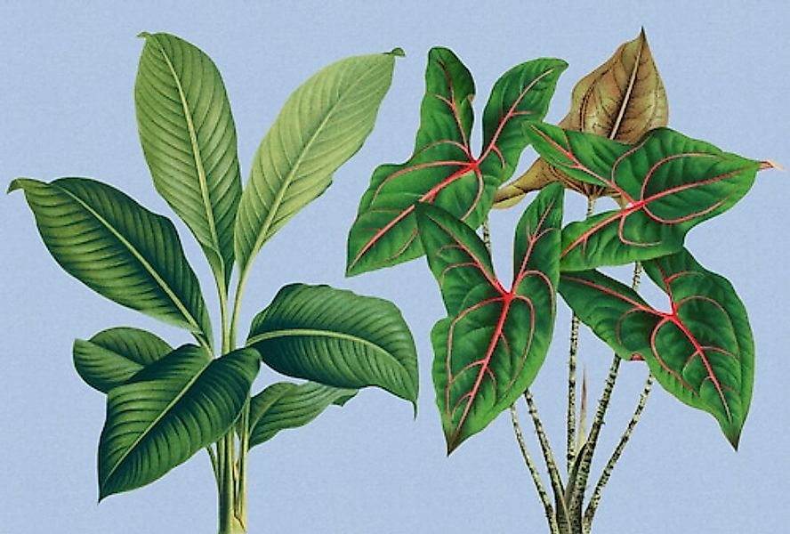 living walls Fototapete »Walls by Patel Leaf Garden« glatt Vlies, Wand günstig online kaufen