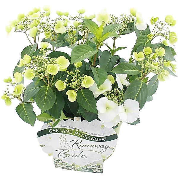 Girlanden-Hortensie Runaway Bride Weiß Höhe ca. 20 - 30 cm Topf-Ø ca.14 cm günstig online kaufen