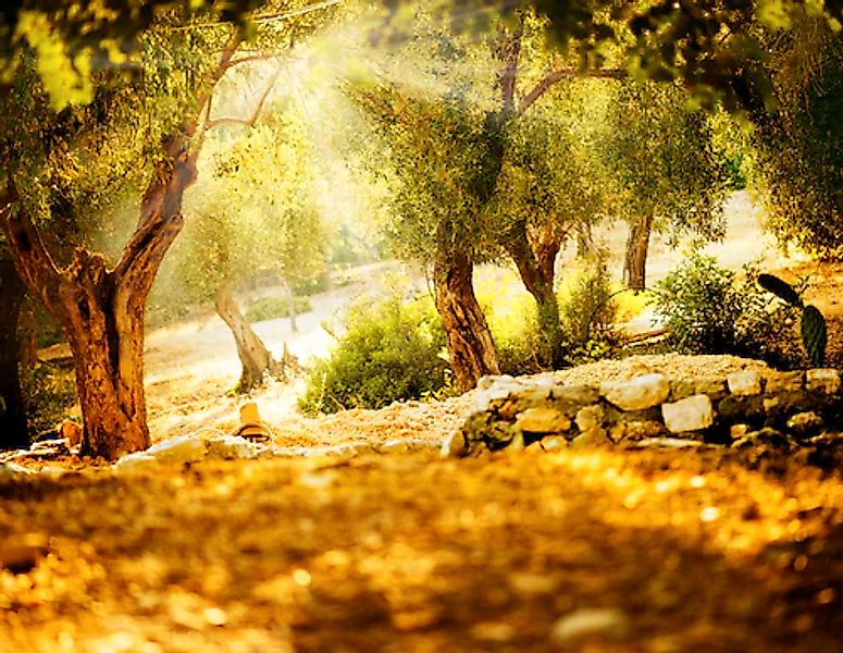Papermoon Fototapete »Olive Trees« glatt günstig online kaufen