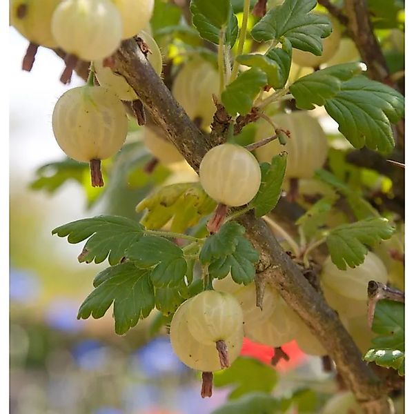 Hochstamm Stachelbeere Invicta 80-100cm - Ribes uva-crispa günstig online kaufen