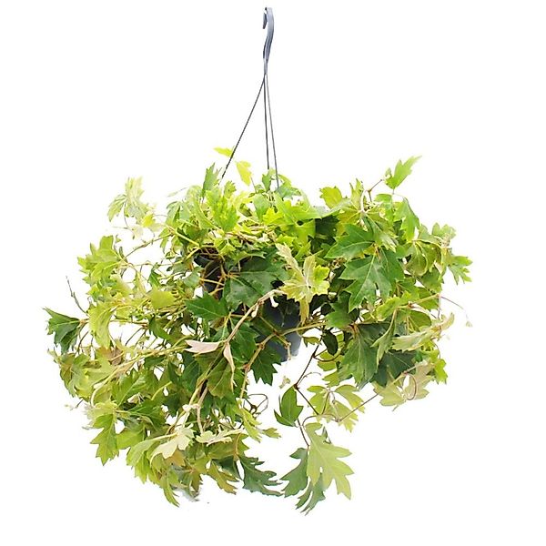 Exotenherz Zimmerpflanze Zimmerpflanze Königswein Cissus rhombifolia Ellen günstig online kaufen