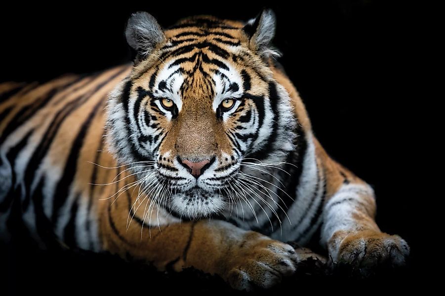 Euroart Design Acrylbild Tiger III günstig online kaufen
