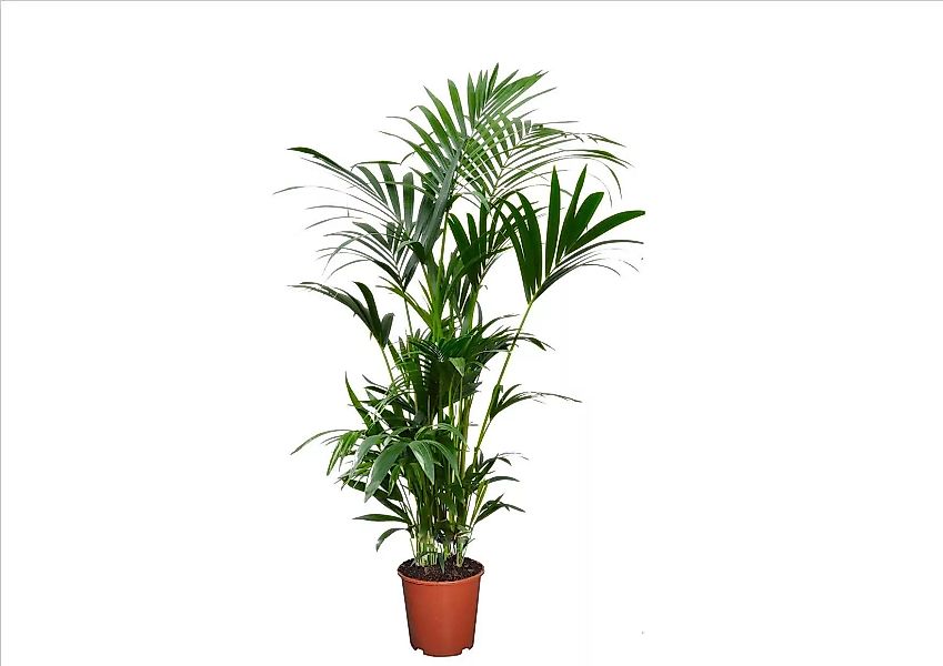 Perfect Plant | Kentia Howea Forsteriana günstig online kaufen