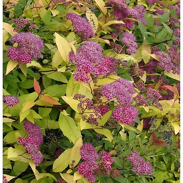 Sommerspierstrauch Double Play Gold 30-40cm - Spiraea japonica günstig online kaufen