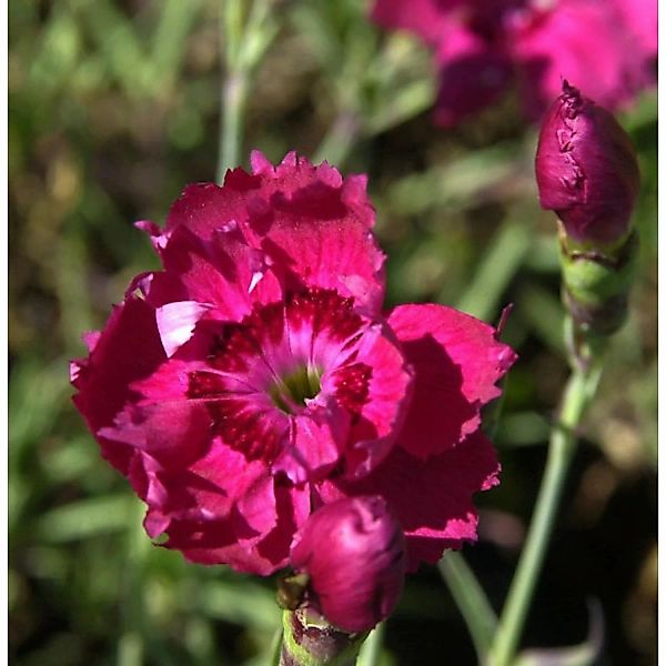 Pfingstnelke Rotkäppchen - Dianthus gratianopolitanus günstig online kaufen