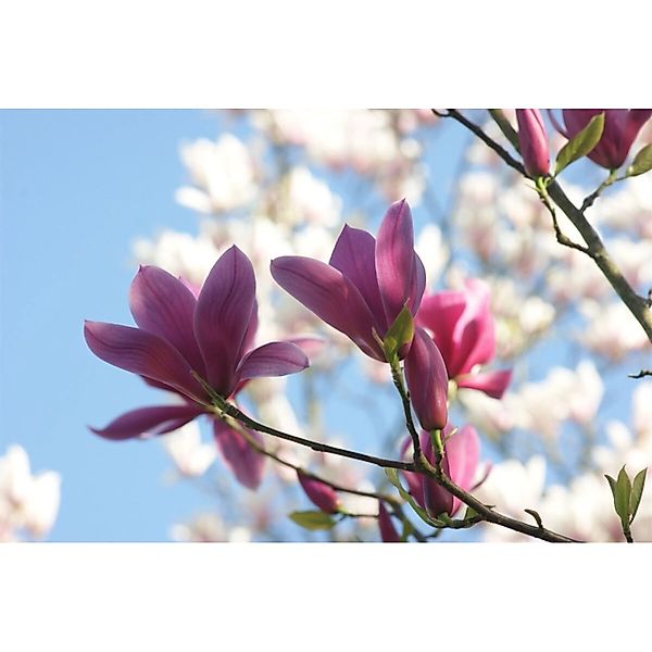 Magnolia Soulangiana Tulpenmagnolie Starburst 50-60 cm günstig online kaufen
