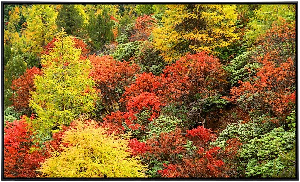 Papermoon Infrarotheizung »Herbst Wald«, sehr angenehme Strahlungswärme günstig online kaufen