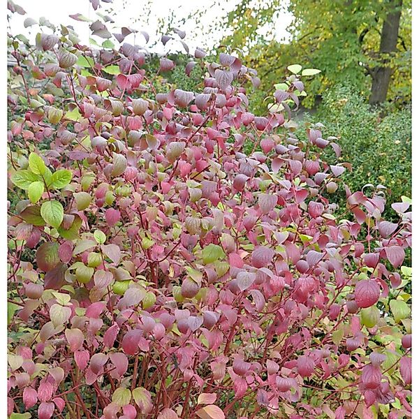 Roter Hartriegel Winter Beauty 60-80cm - Cornus sanguinea günstig online kaufen