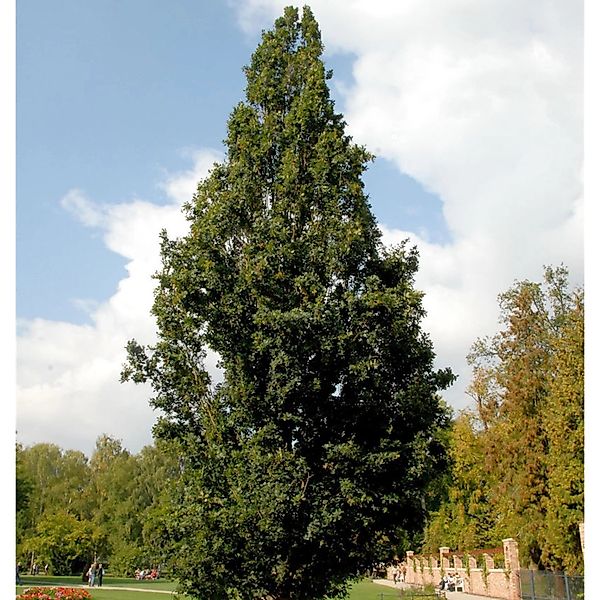 Pyramideneiche 80-100cm - Quercus robur Fastigiata günstig online kaufen