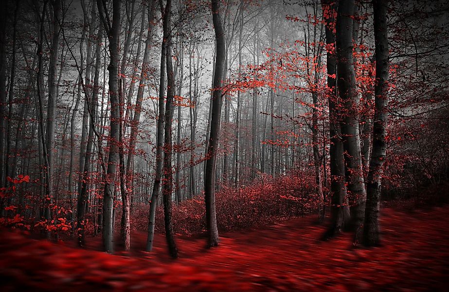 Papermoon Fototapete "Photo-Art SAMANTA KRIVEC, BLUTIGER FORREST" günstig online kaufen